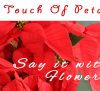 Calgary Florist – A Touch of Petals